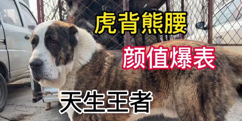 神兽猛虎技能加点攻略（猛虎技能加点要诀一网打尽）